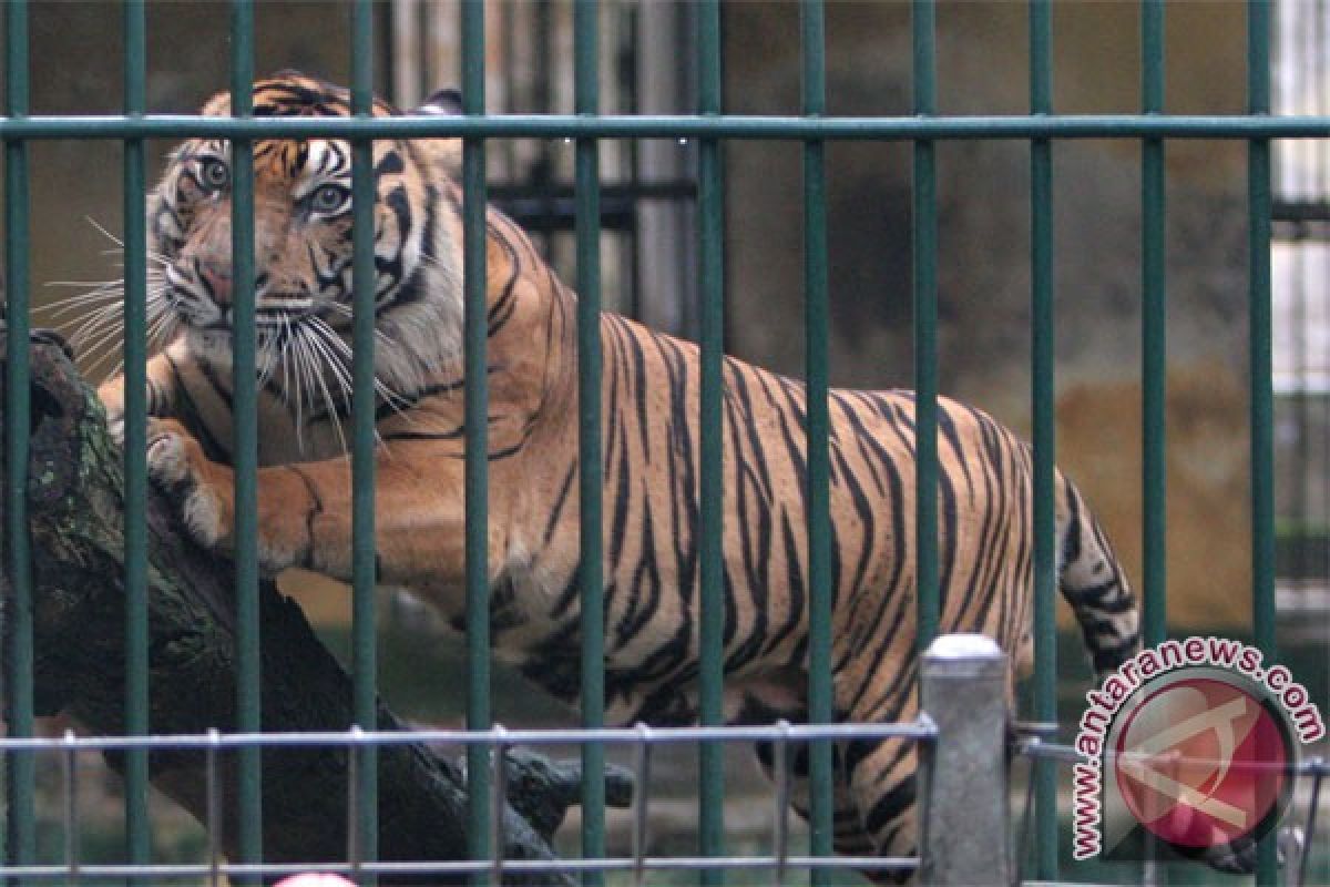 Harimau Bengkulu mati di TSI Bogor