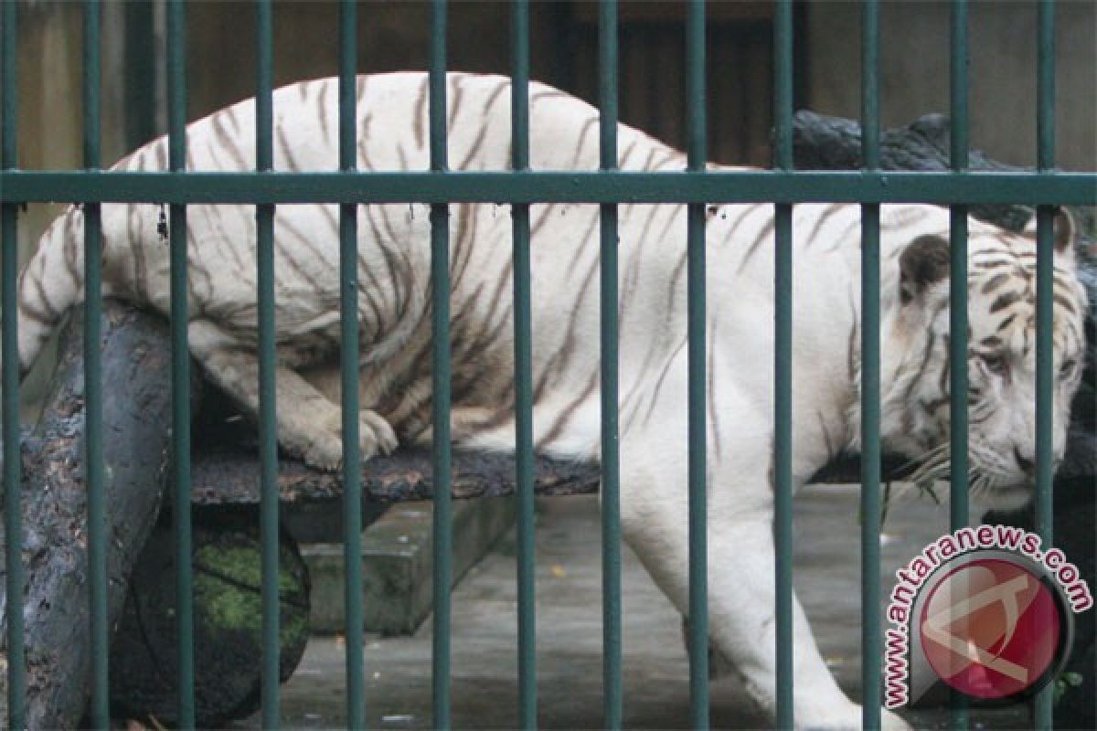 White tiger of Bali zoo gives birth to triple