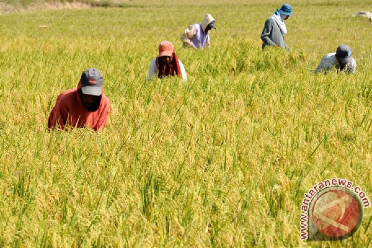 Arifin : masyarakat Indonesia tidak perlu makan  beras 