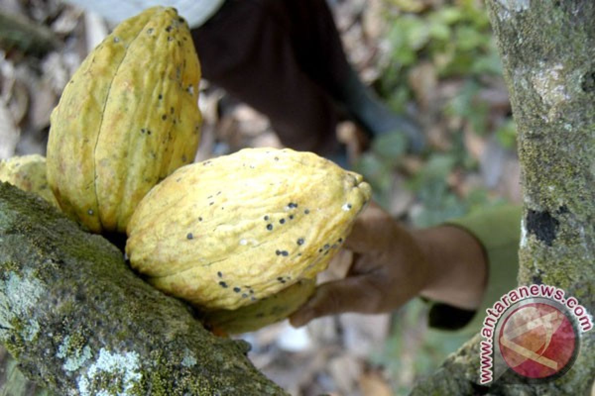 Anggaran gernas pro kakao Sulbar Rp124 miliar
