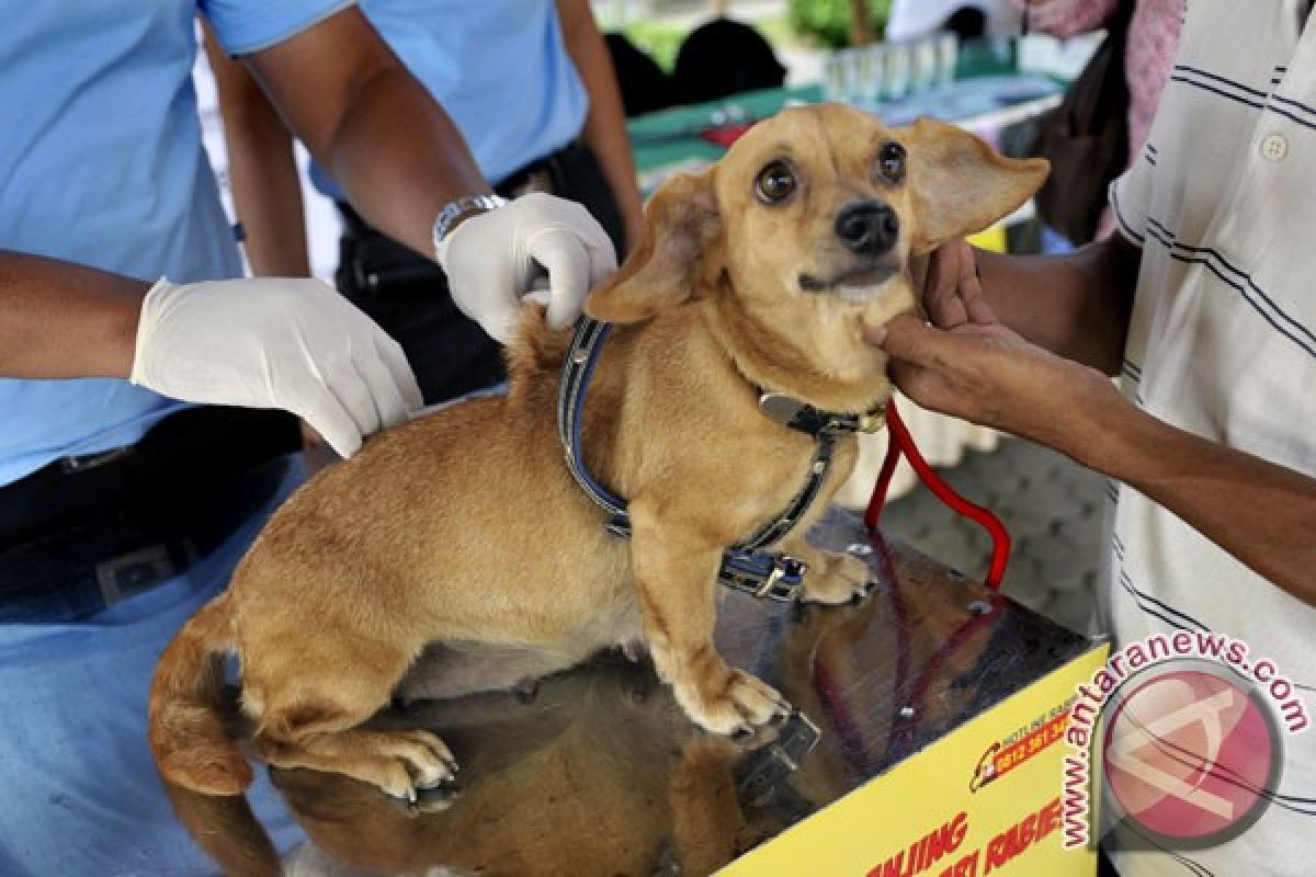 FAO provides 130 thousand rabies vaccines for Bali