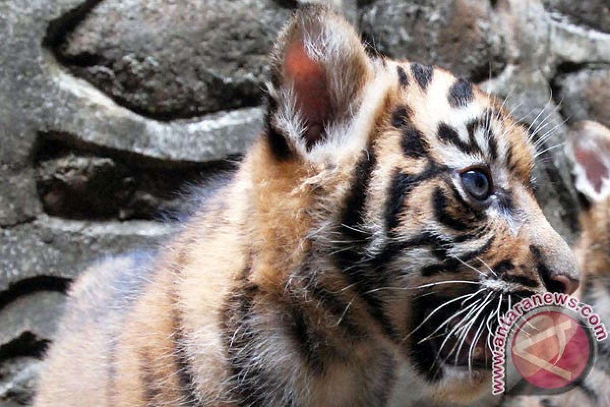 Tiga anak Harimau Sumatera  diberi nama 