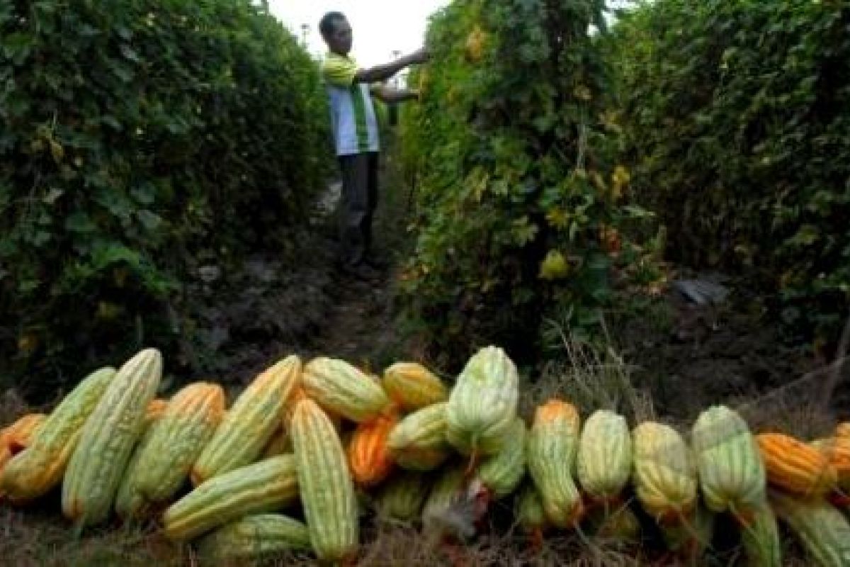 EWINDO Latih Siswa SLB Tanam Sayur Bandung 