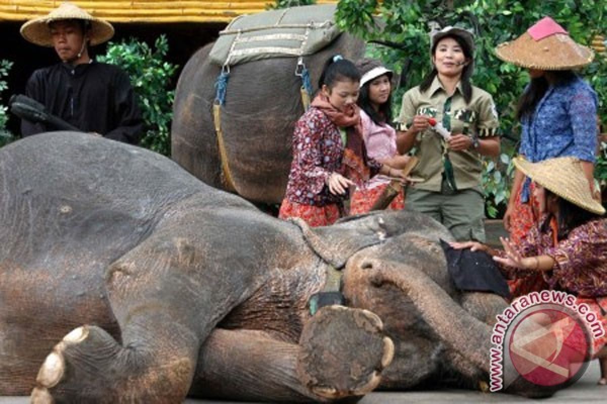 Taman Safari Cisarua dapat tambahan satu gajah