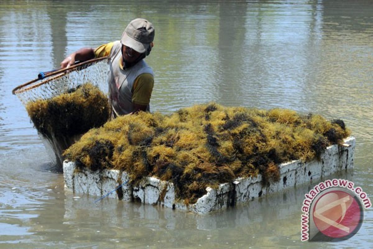 Petani rumput laut beralih jadi pekerja pariwisata