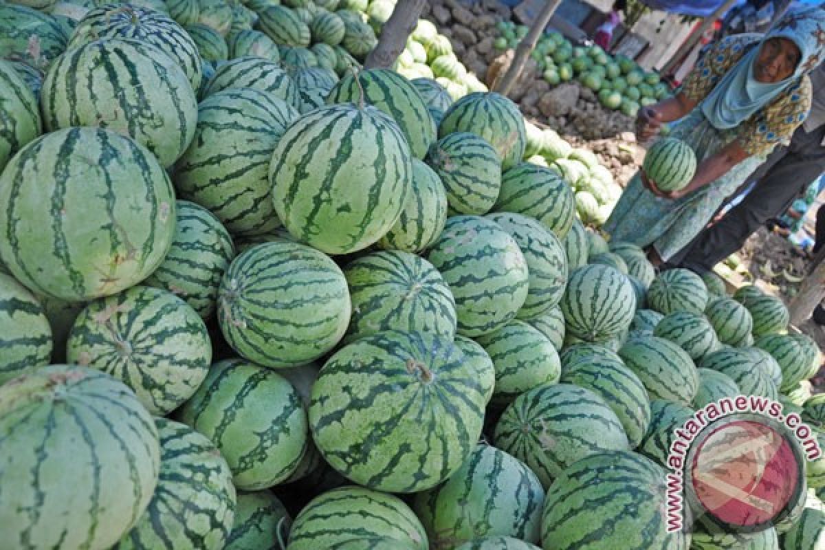 Petani Siak tanam tumpang sari semangka  di tengah lahan sawit