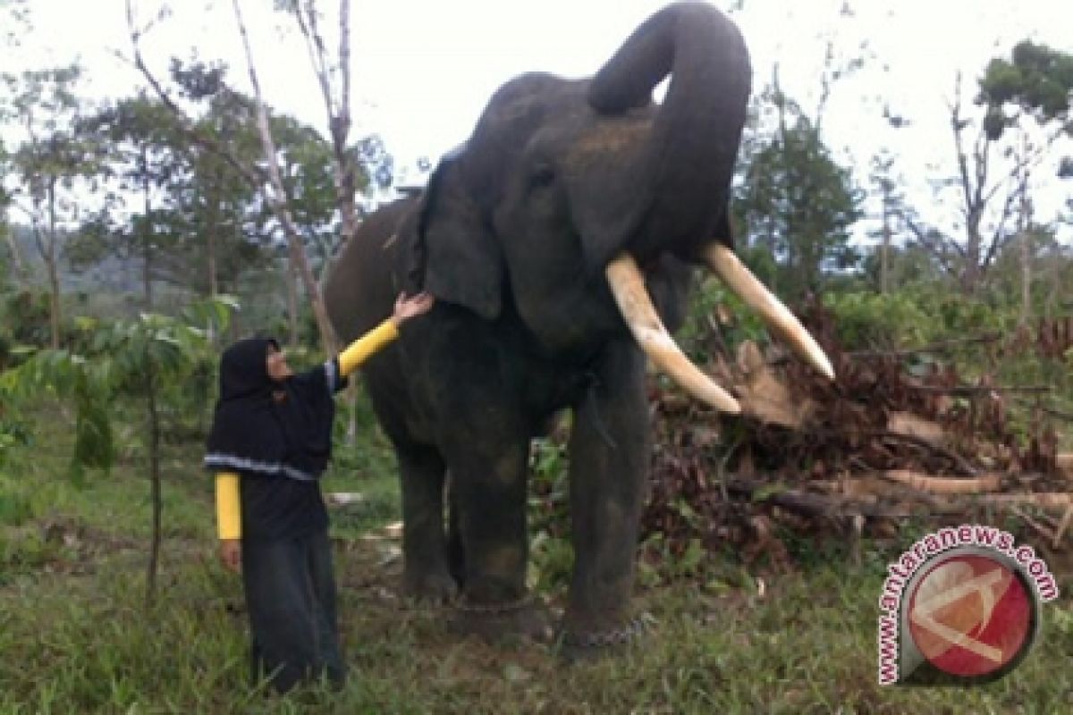 Gajah Sumatera Diminati Istri Kasal Brunie