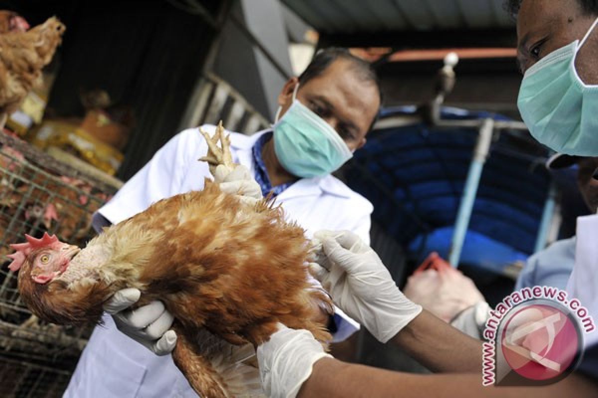 Imbas wabah flu burung, Arab Saudi larang impor ayam dari Kanada