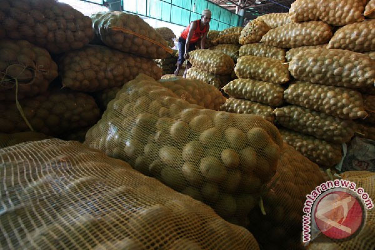 Kentang impor masuk, petani lokal terpuruk 