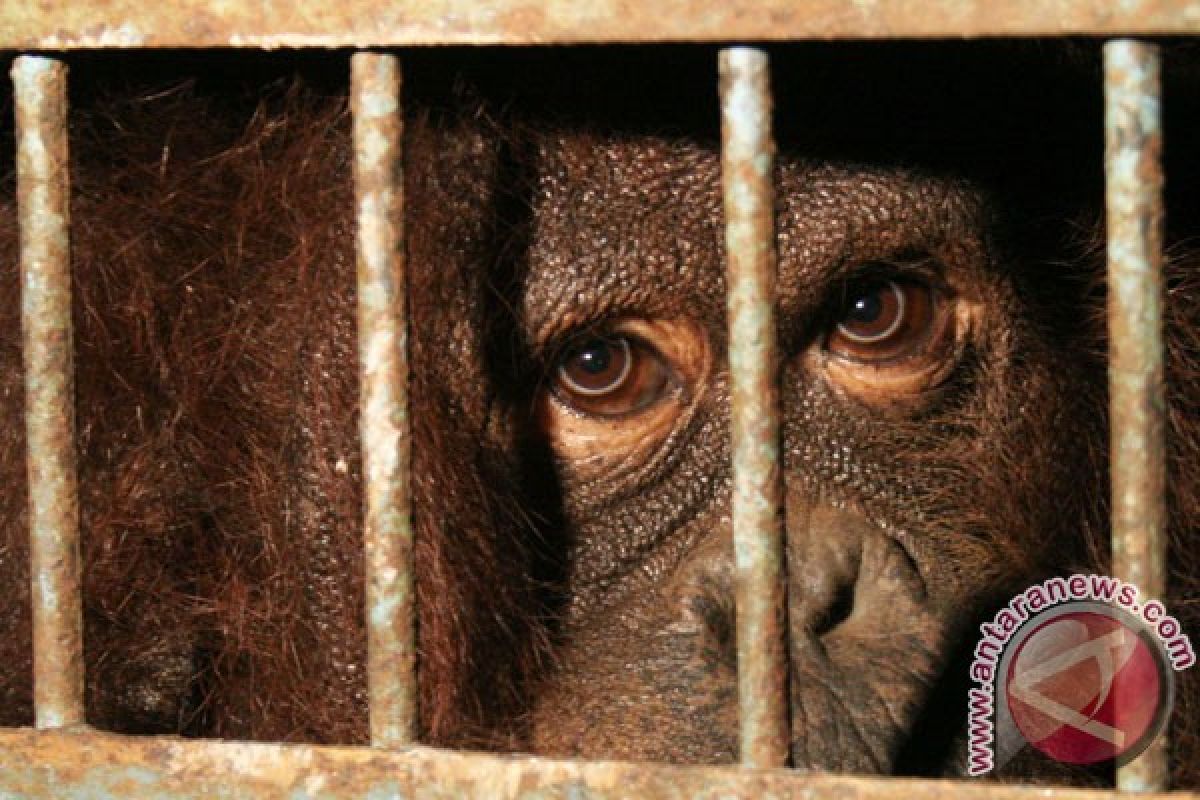 Police grill 25 witnesses in orangutan killing case