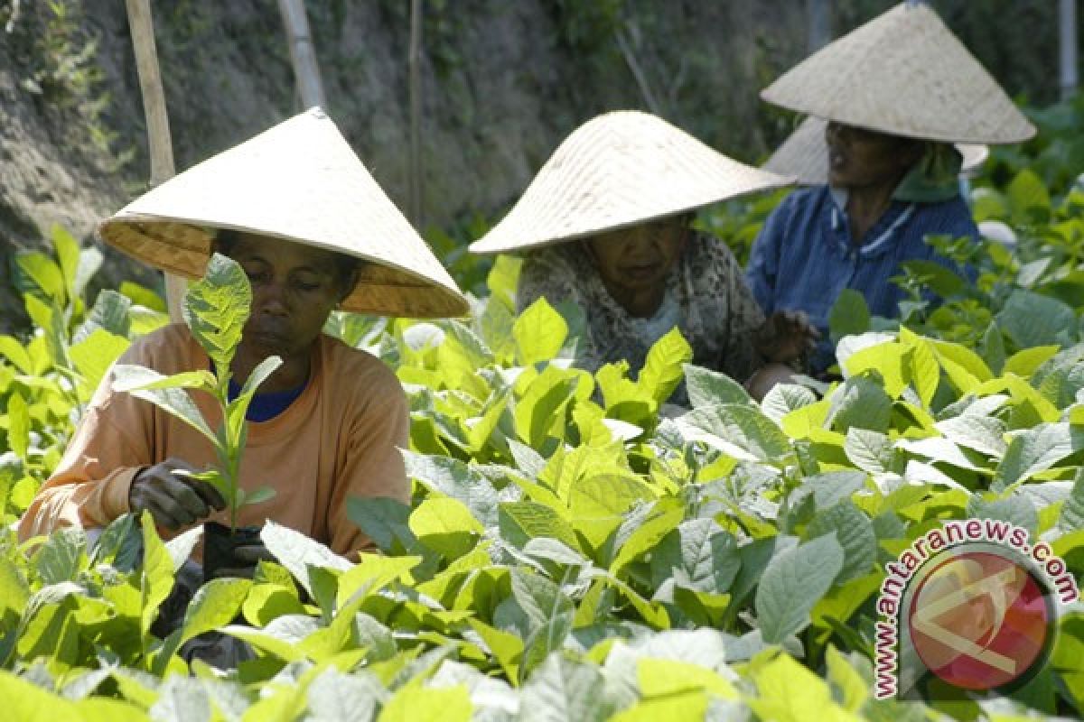 Aqua tanam ribuan pohon di Gunung Salak