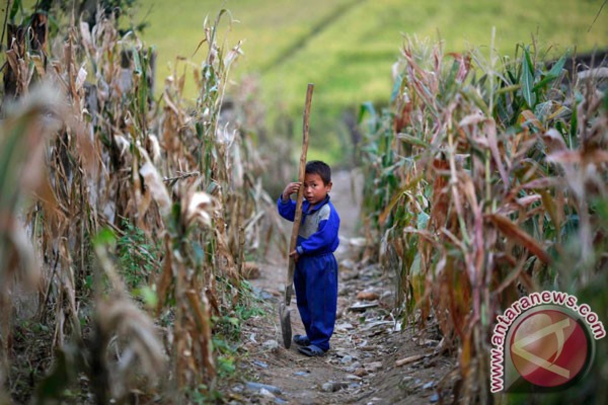 FAO: Harga pangan dunia turun 2,1 persen pada Agustus