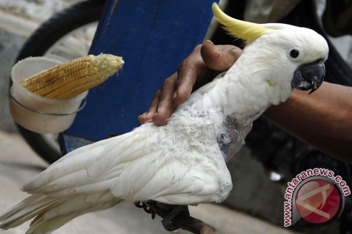 Kicauan burung dapat tingkatkan kreatifitas otak