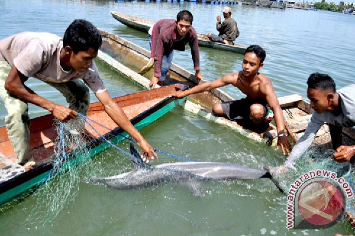 Lumba-lumba terdampar di Krueng Cunda 