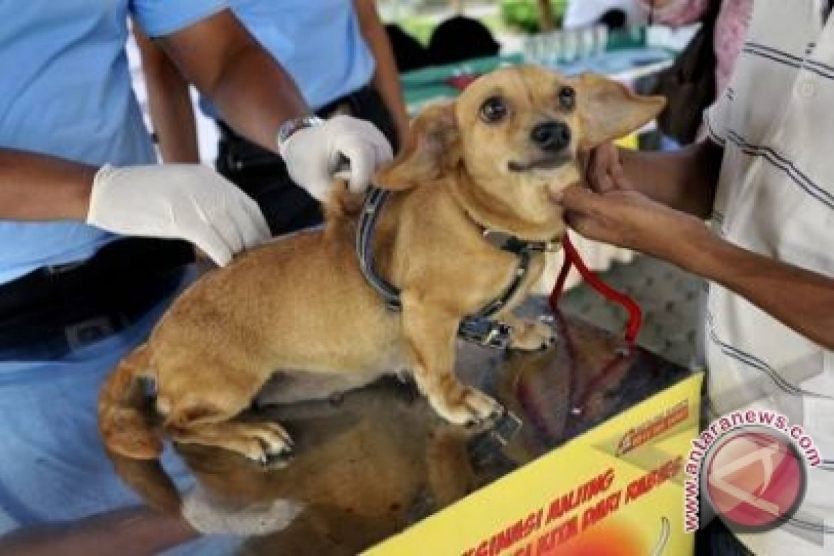 Persediaan Vaksin Anjing Gila Cukup