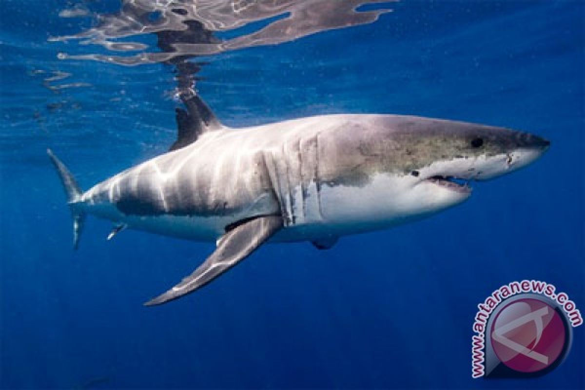 Serangan hiu capai rekor baru selama 2015