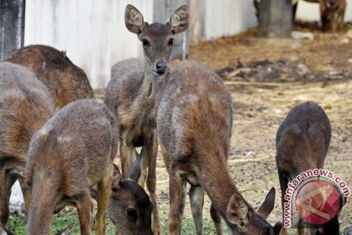 Agency facilitates numerous deer breeding centers in NTB