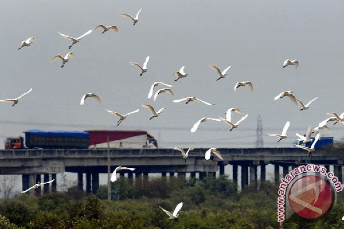 RTH Jakarta ancam populasi burung
