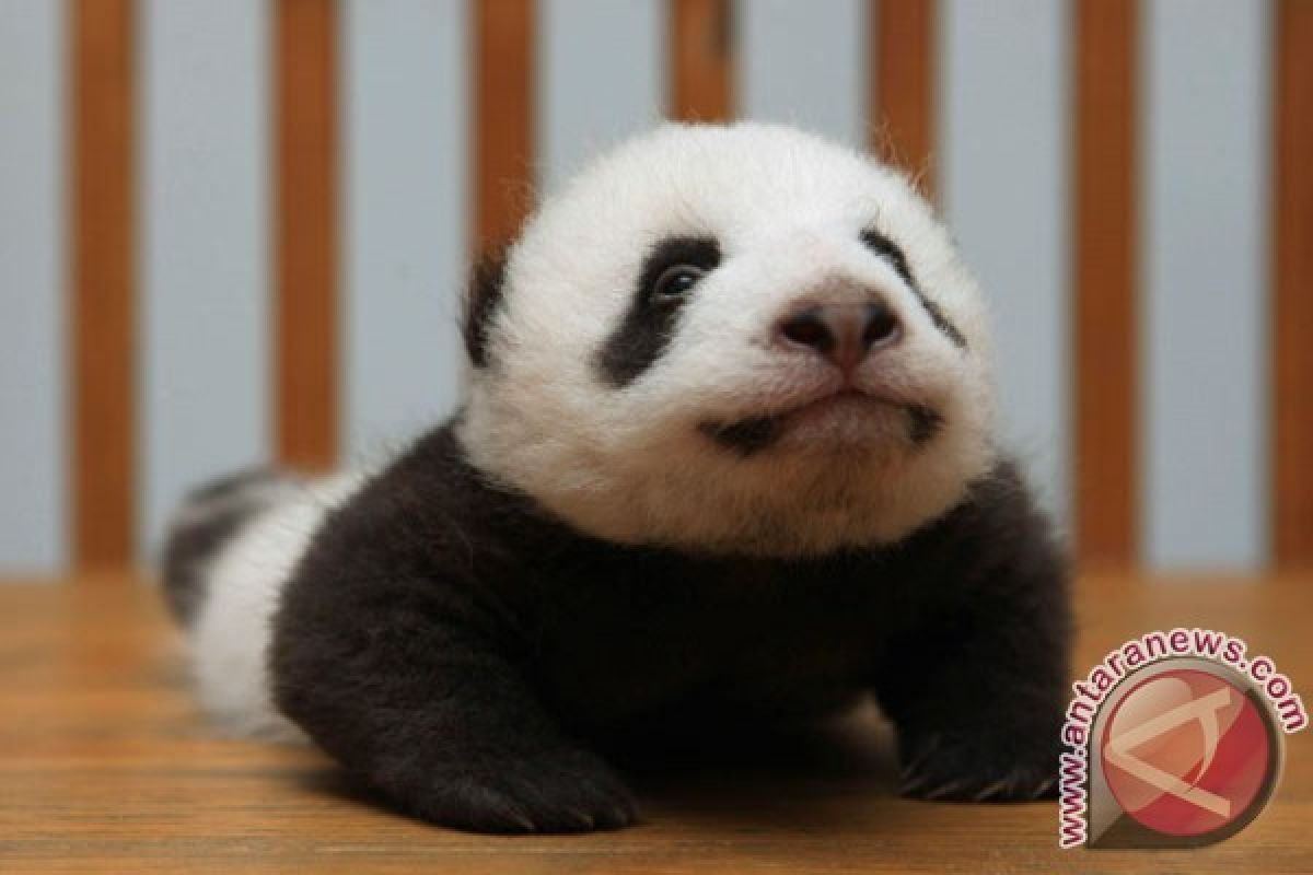 National Zoo perkenalkan Bei Bei si anak panda