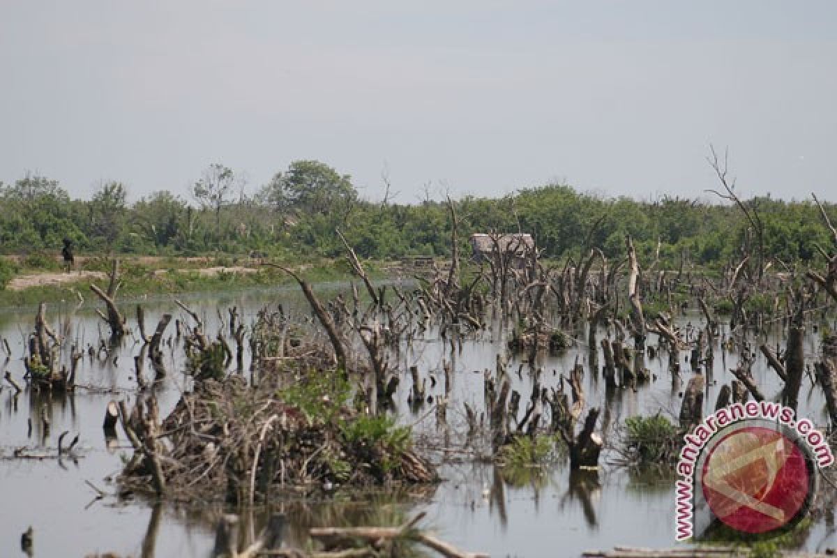 Vegetasi mangrove di Pesawaran tinggal 25 persen 