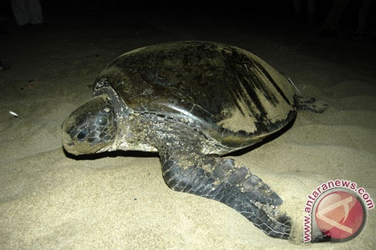 Merambah gelap menunggu penyu di pulau Sangalaki