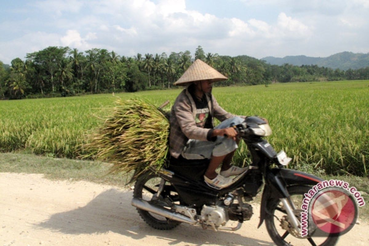Panen mulai berlangsung, harga beras stabil