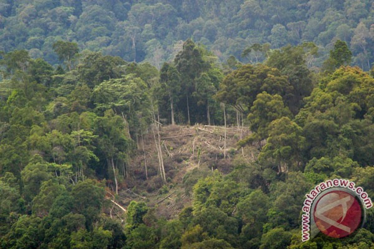 Masyarakat adat dunia bahas deforestasi di Palangkaraya
