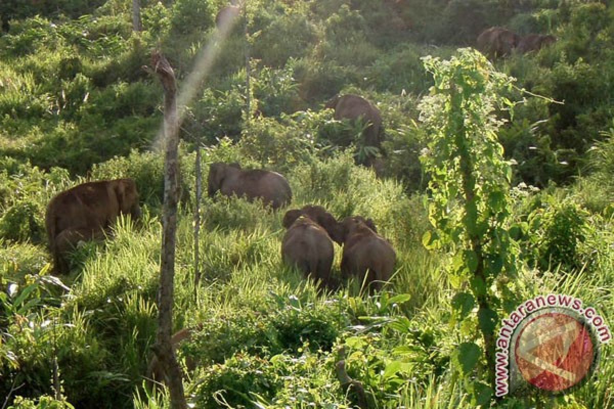 Gajah liar berkelana sampai ke jalan lintas