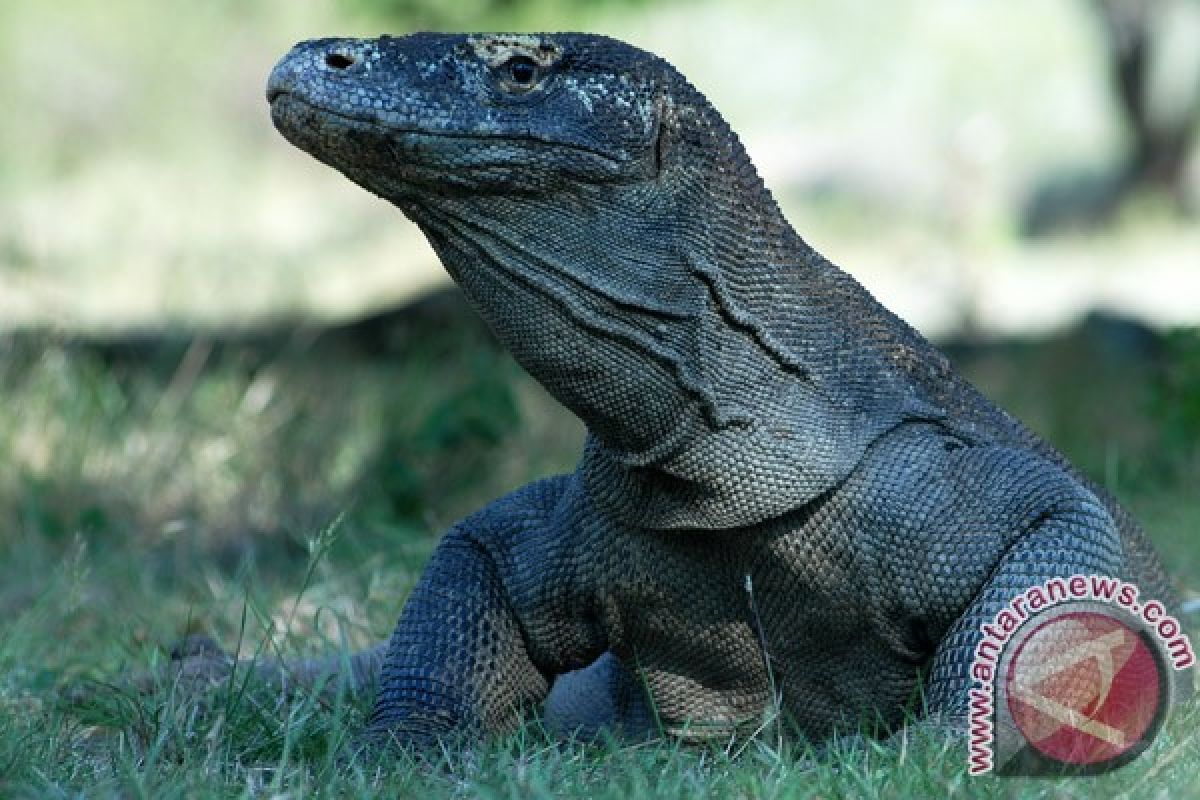 Gerakan Masyarakat Sipil Indonesia serukan dukung Komodo 