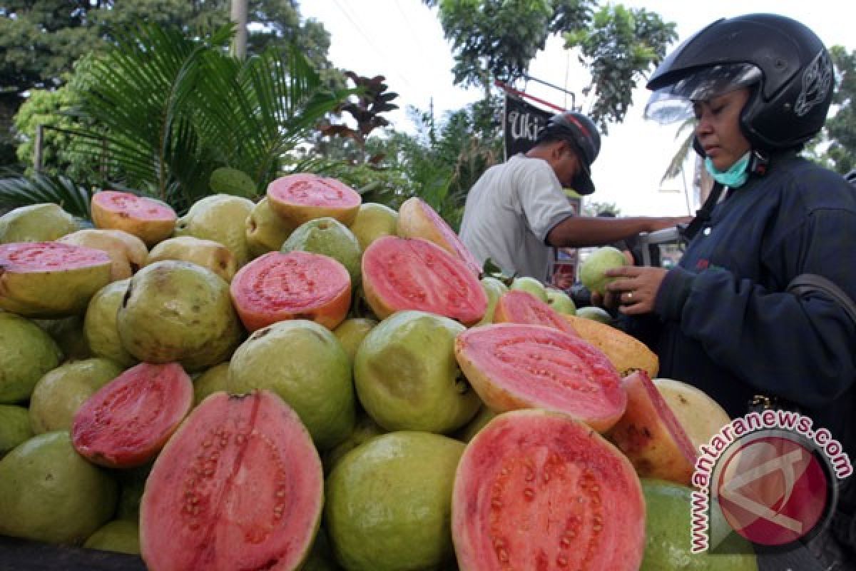 Petani Muntok sukses kembangkan jambu "king rose"