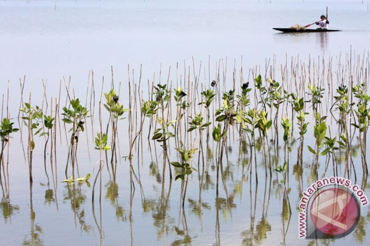 Cilacap tanam 1.000 pohon di lahan bakau