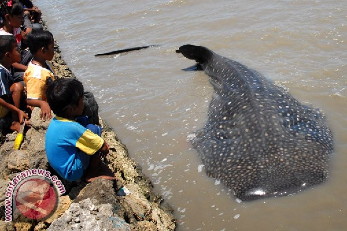 Warga bantu hiu kembali ke laut