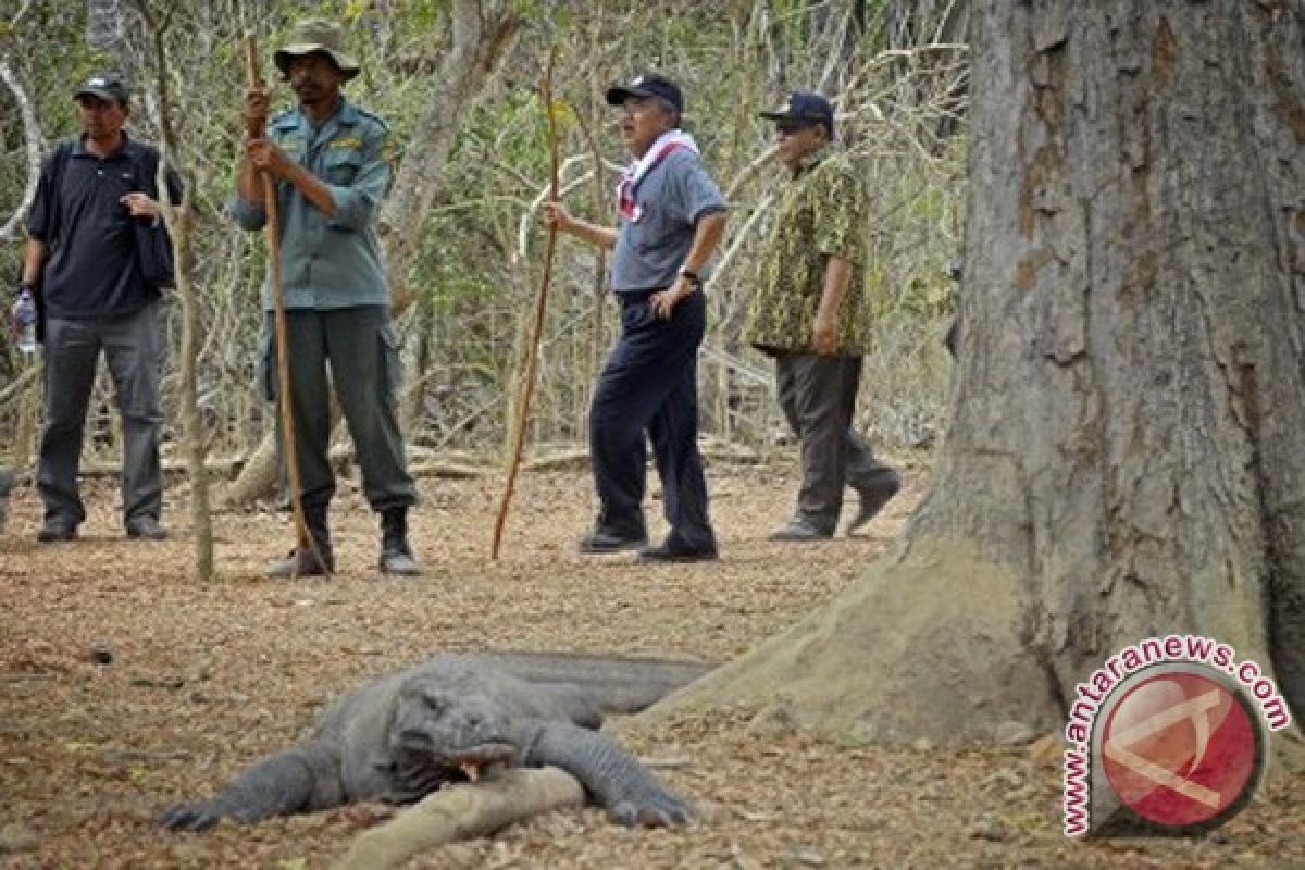 Number of tourists visiting Komodo Island up