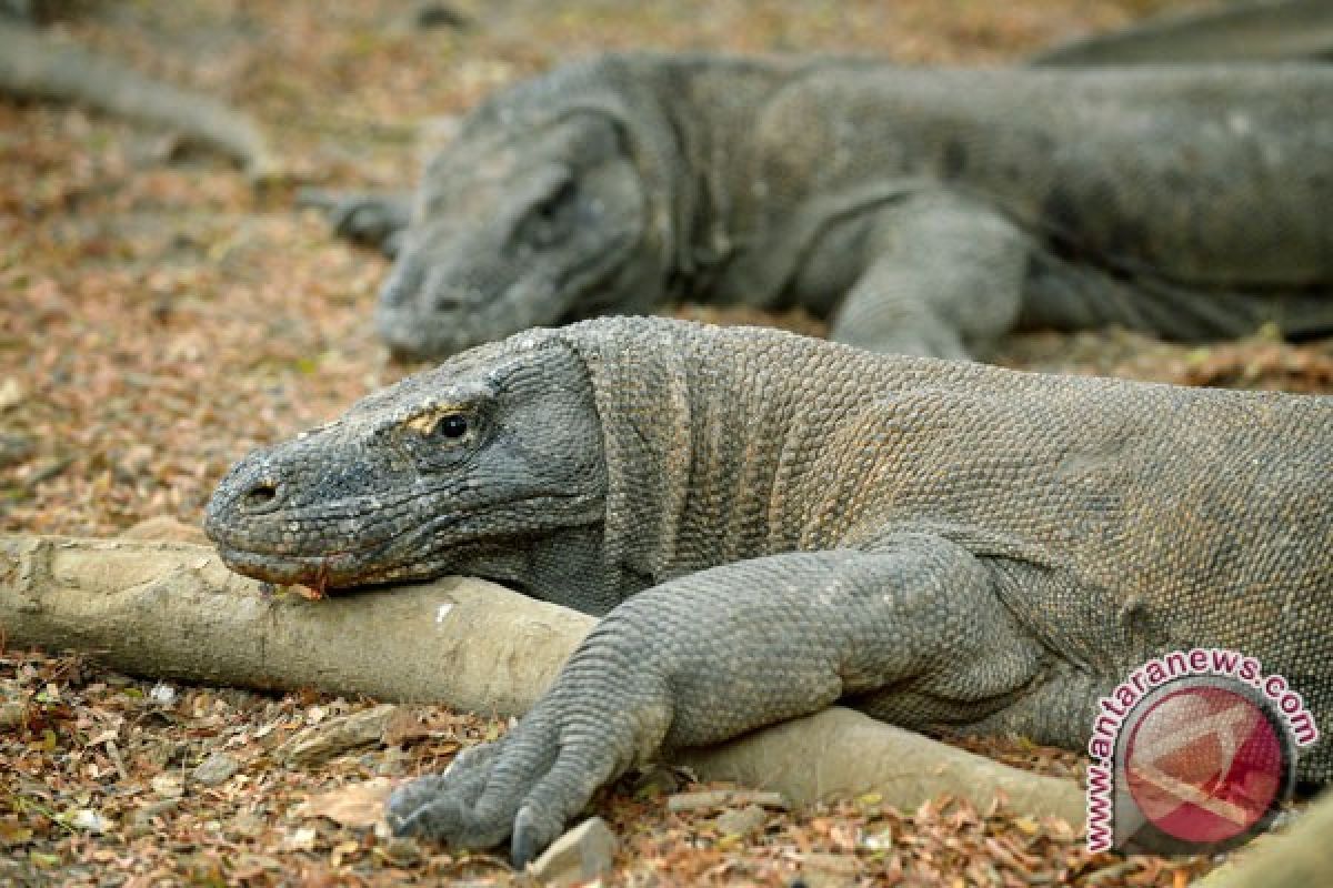 Indonesia hails provisional inclusion of komodo in new7wonders 