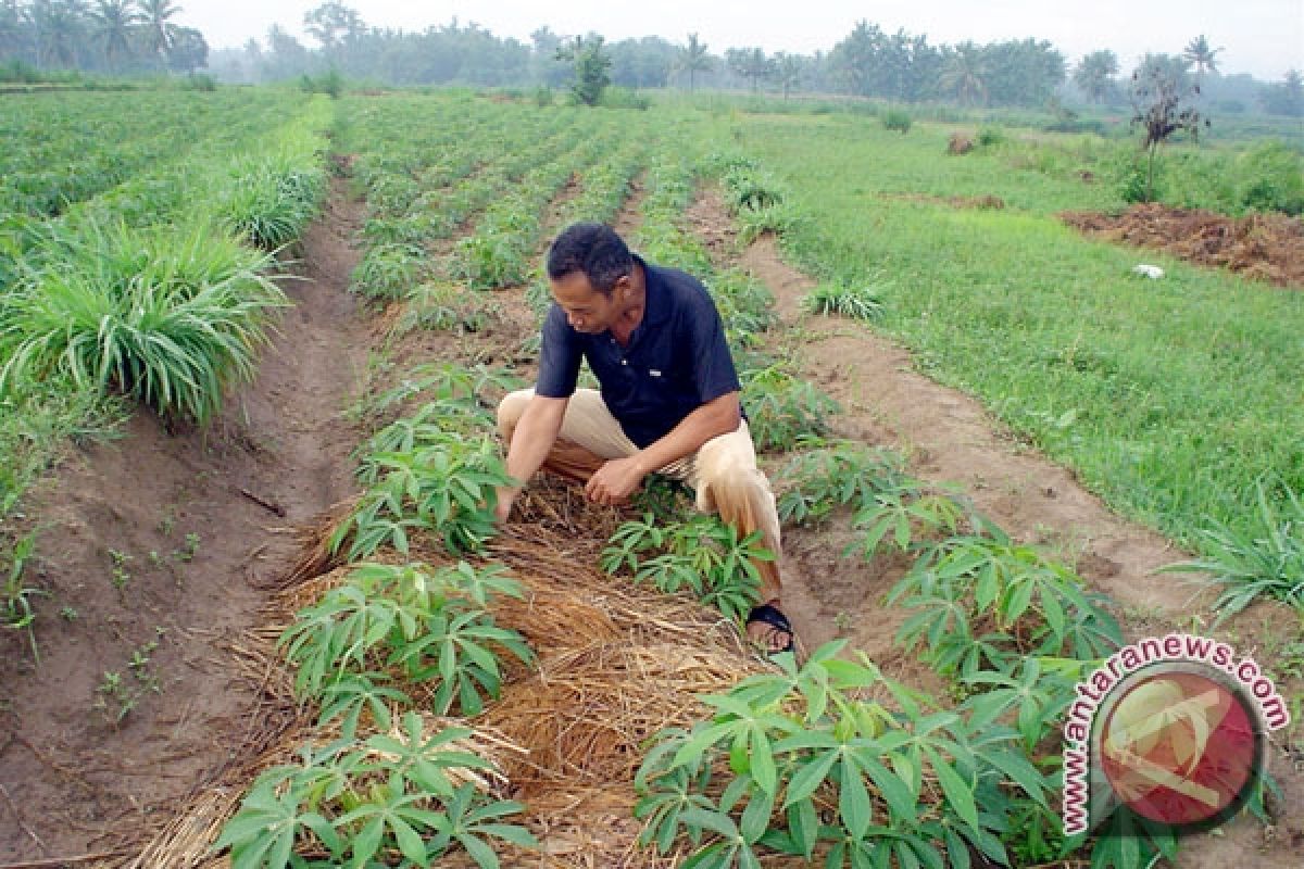  Petani Lampung Timur Tanam Singkong