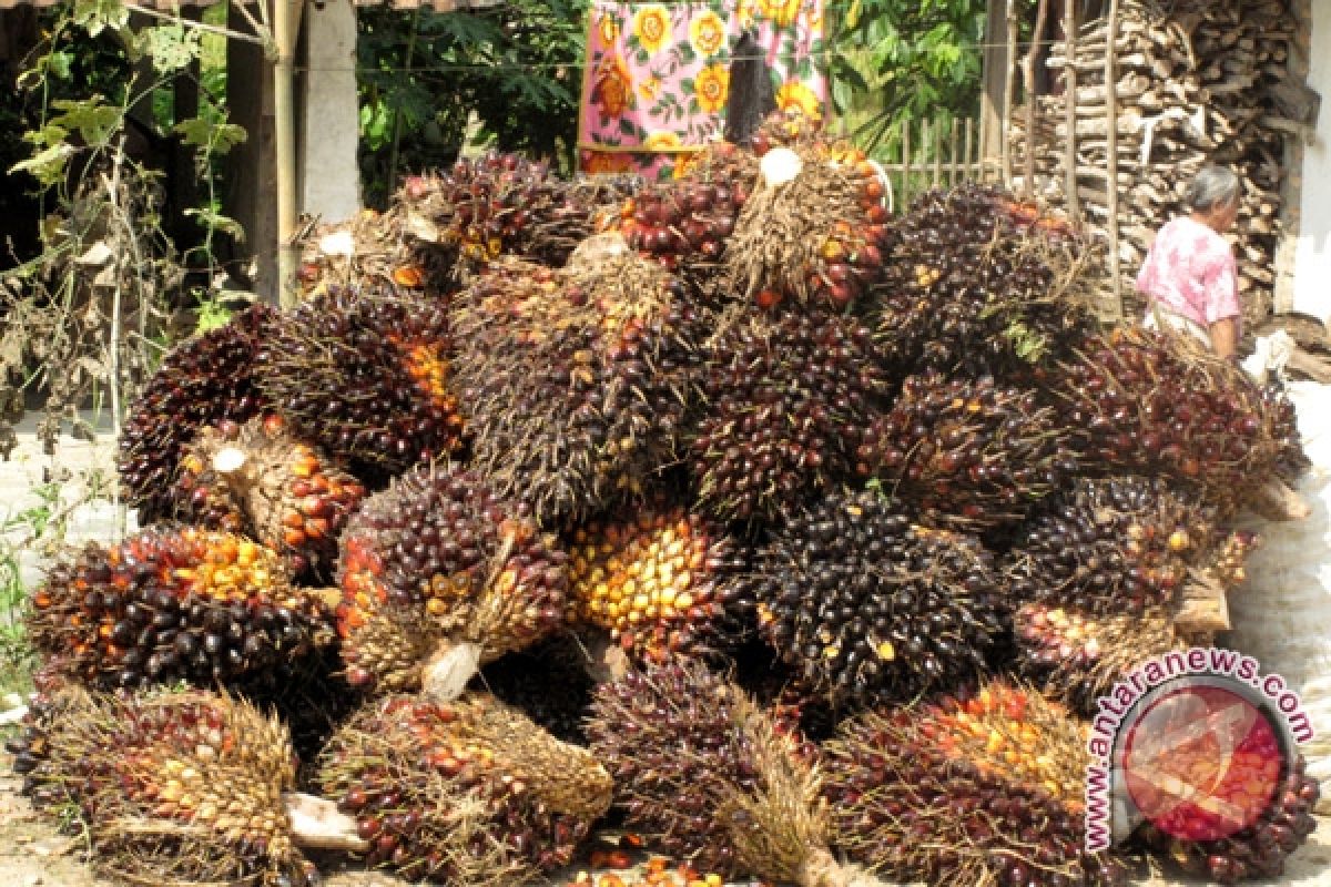 Buah Sawit Di Waykanan Bertahan Rendah