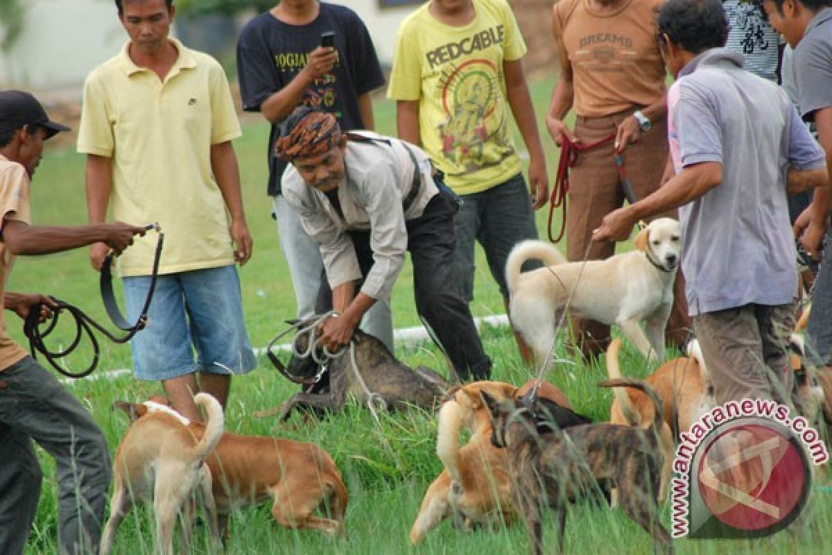 Polisi dilibatkan buru babi yang serang petani