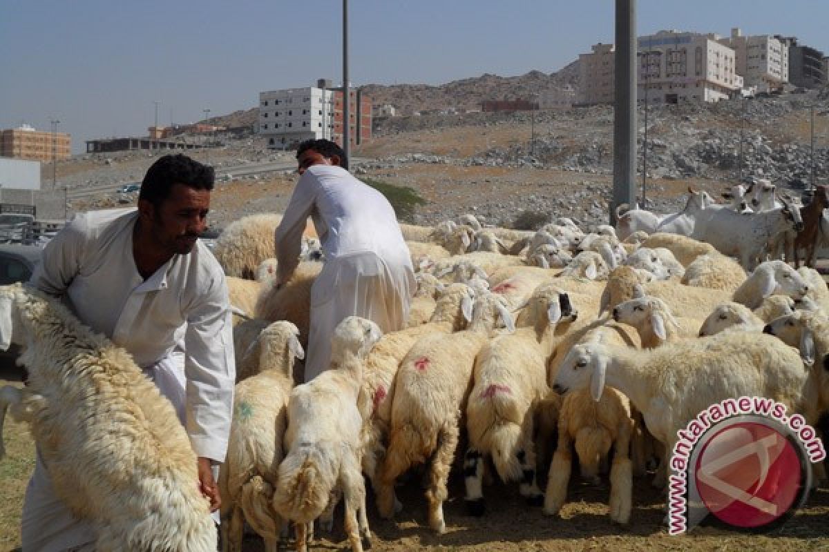 Harga domba di Saudi melambung tinggi