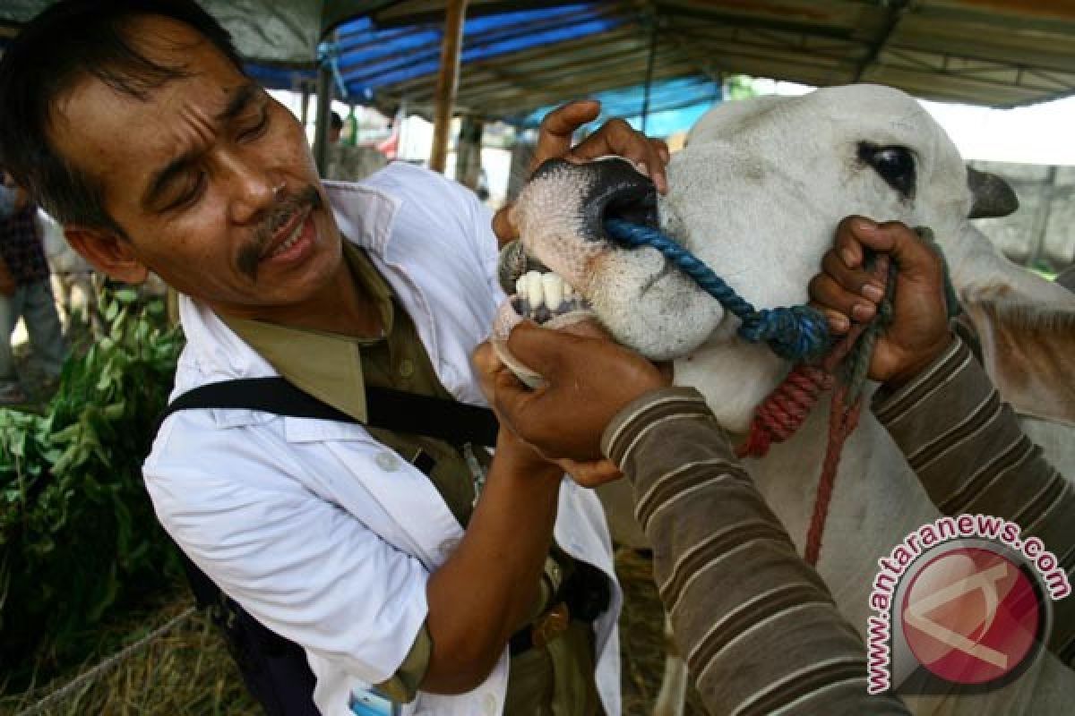 Hewan kurban banyak yang penyakitan