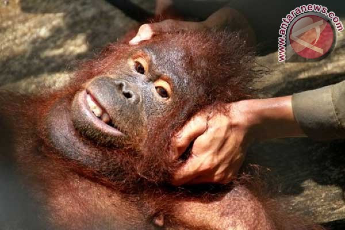Pembantai orangutan harus dihukum berat