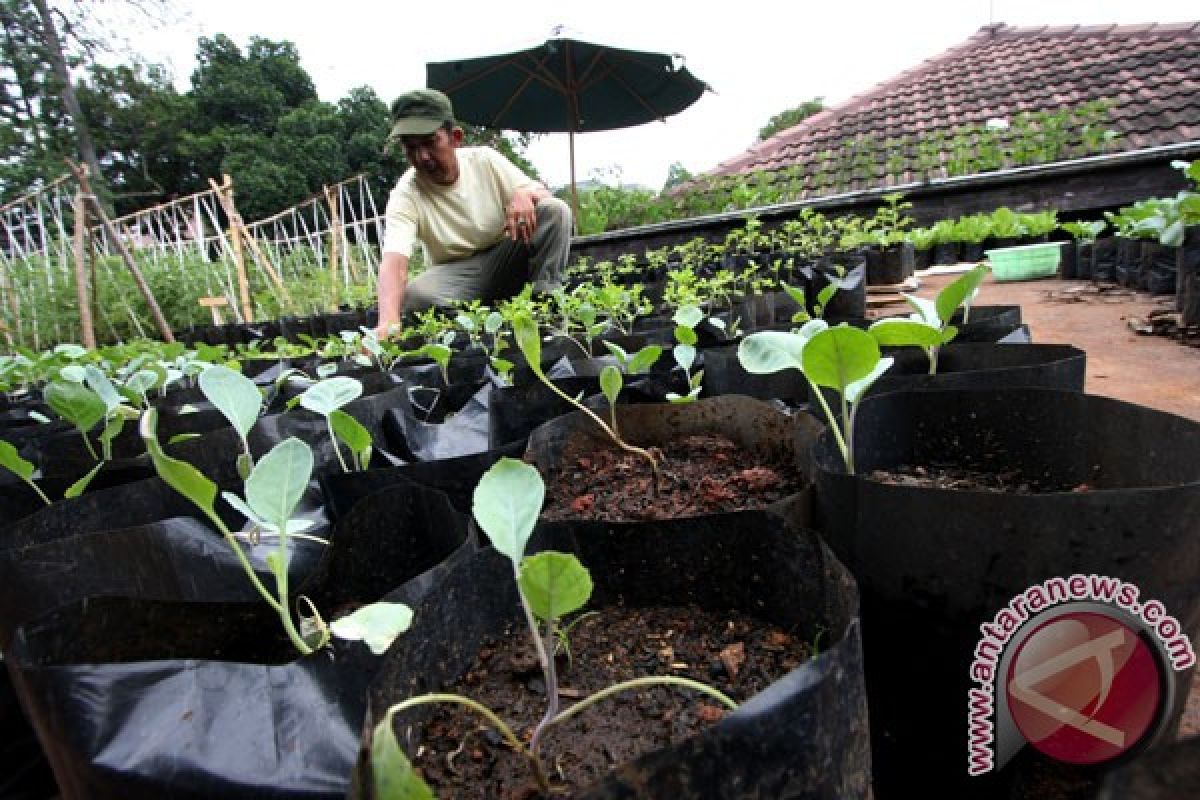 Indonesia butuh sejuta hektare lahan tanaman sayuran