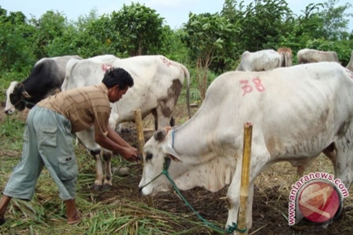 Pemprov Sulut sumbang 30 ekor sapi kurban