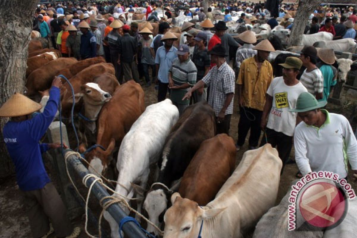 RPH Giwangan Yogyakarta membuka layanan pemotongan hewan kurban