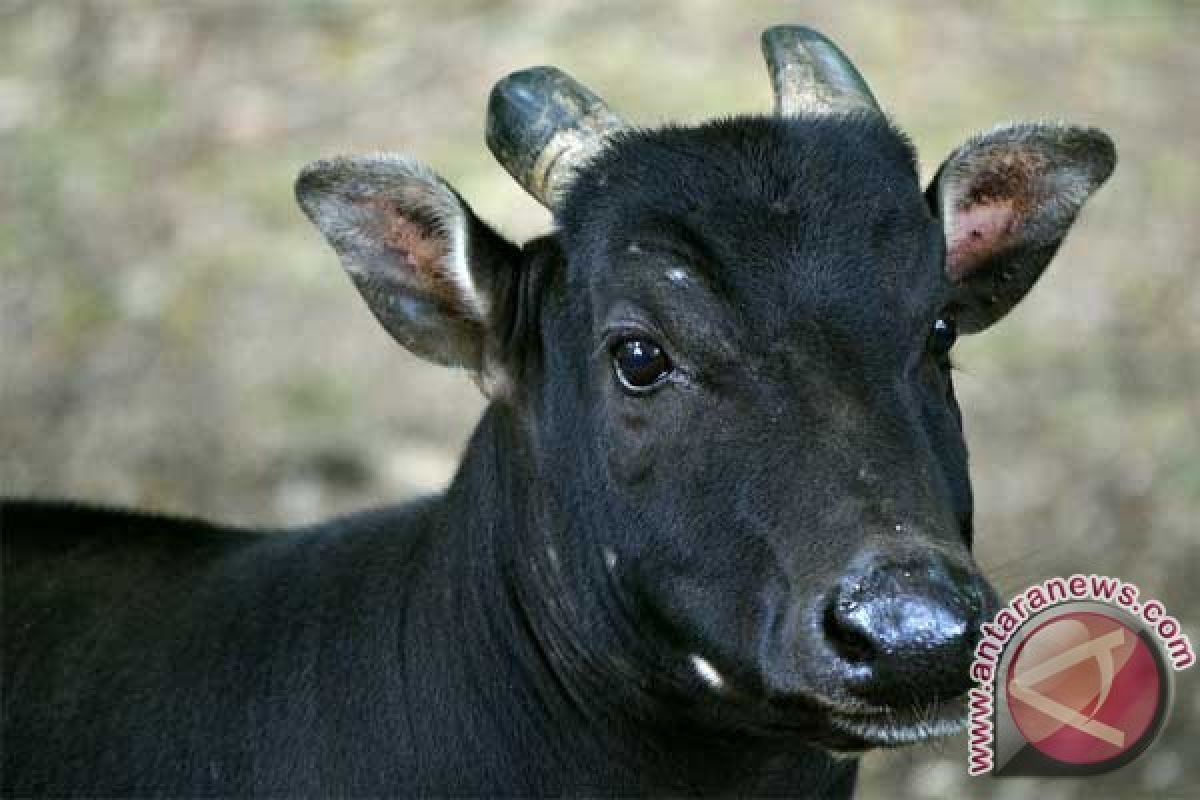 Anoa di Kebun Binatang Surabaya mati diduga karena usia