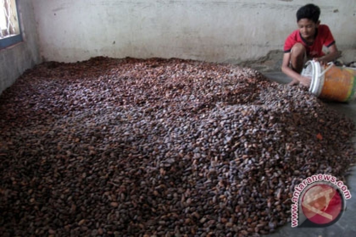 Produksi Kakao Lampung Barat Anjlok