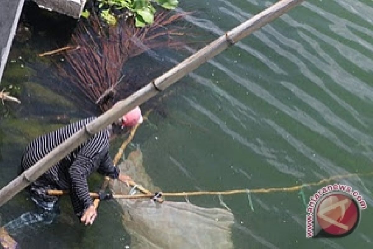 Ikan Nike  Berkurang Akibat Kwalitas Air Danau Tondano