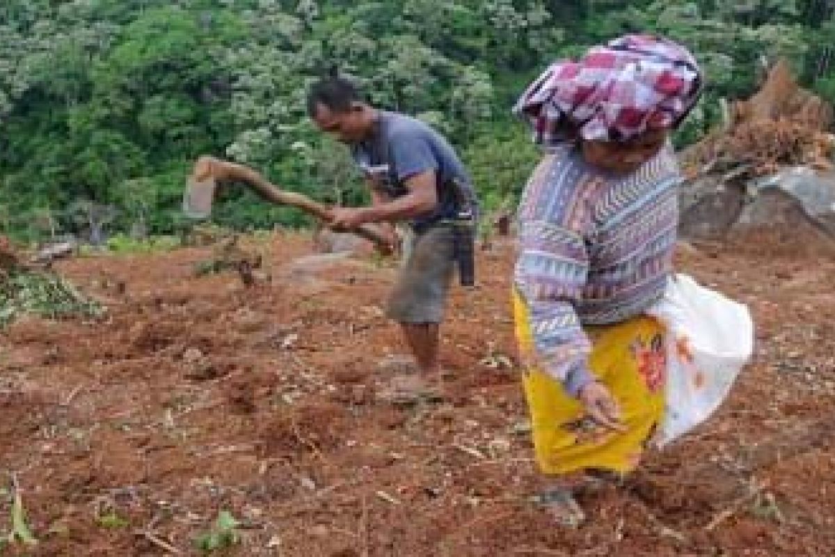 BUKA LAHAN PERTANIAN