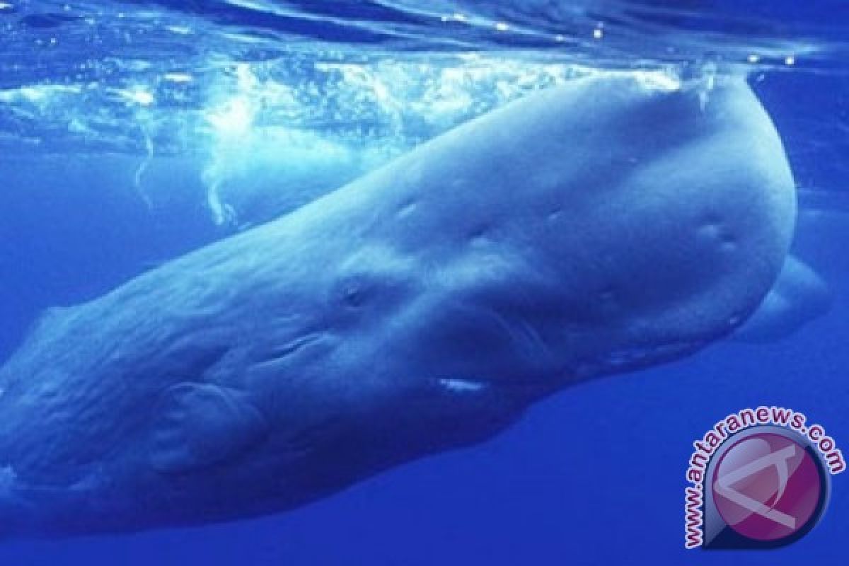 Ikan paus pembunuh terjebak di es laut Kanada 