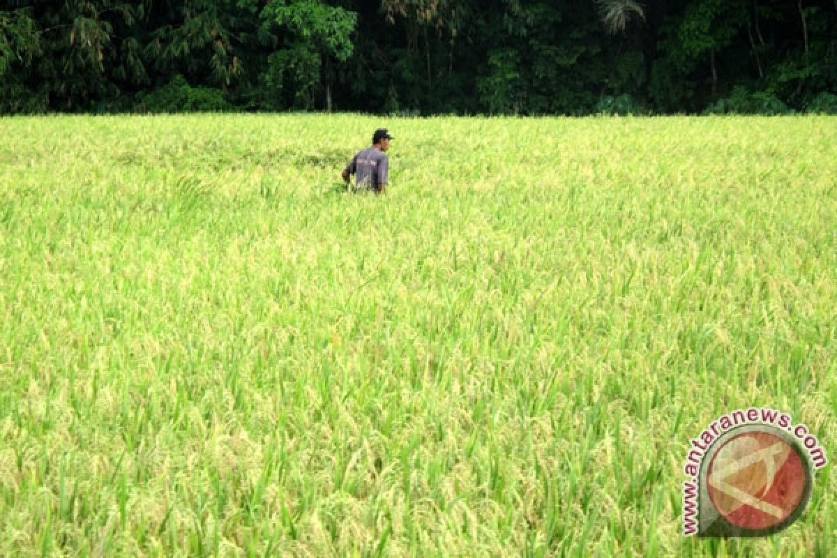 Petani Siapkan Lumbun Jelang Panen Raya