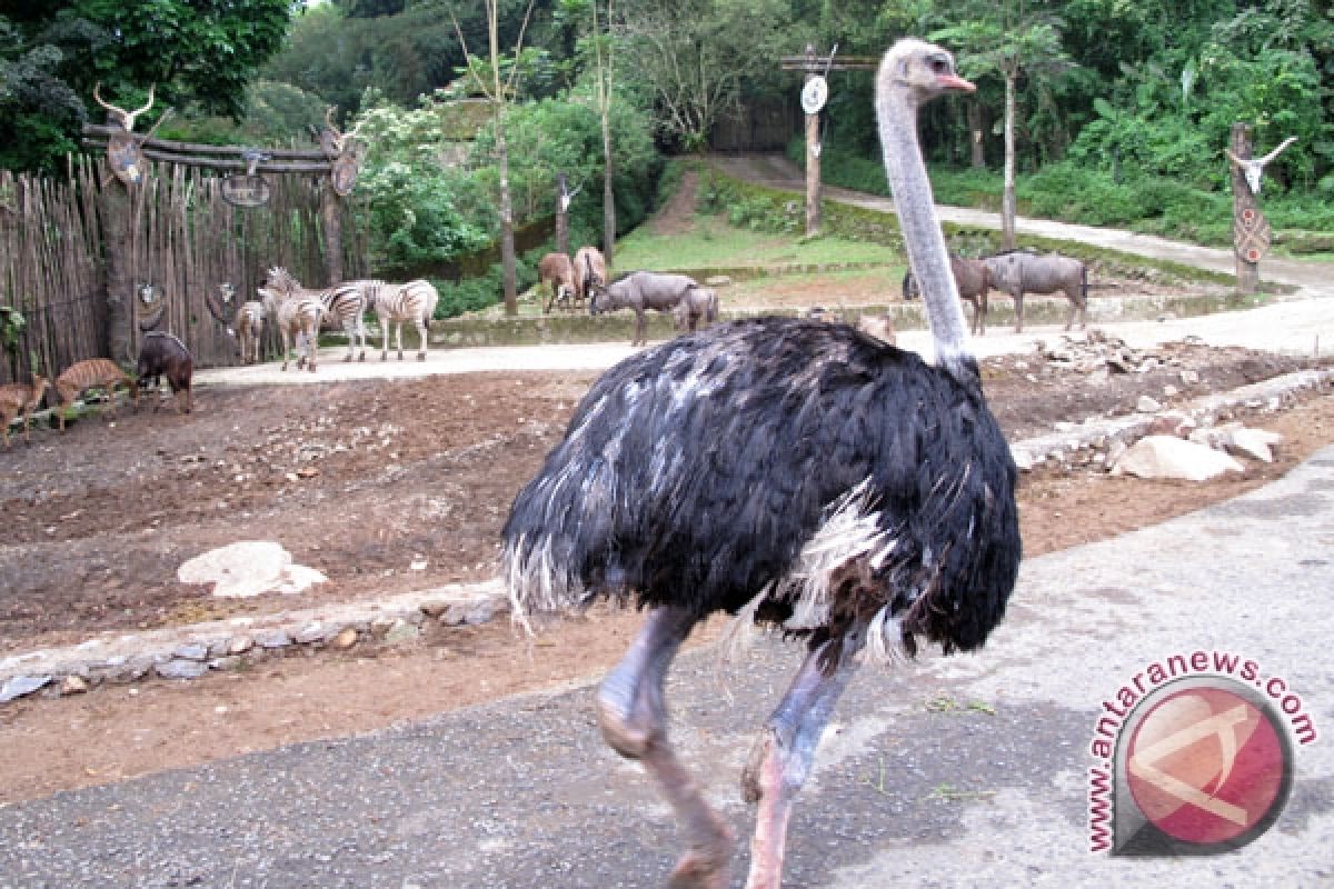 Tiga Kasus Flu Burung Di China Selatan